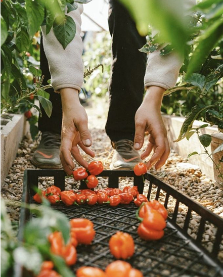 From orchard to processing