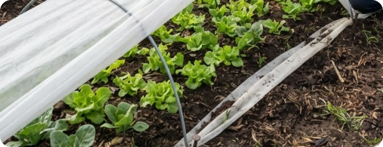 Protected crops on farmland